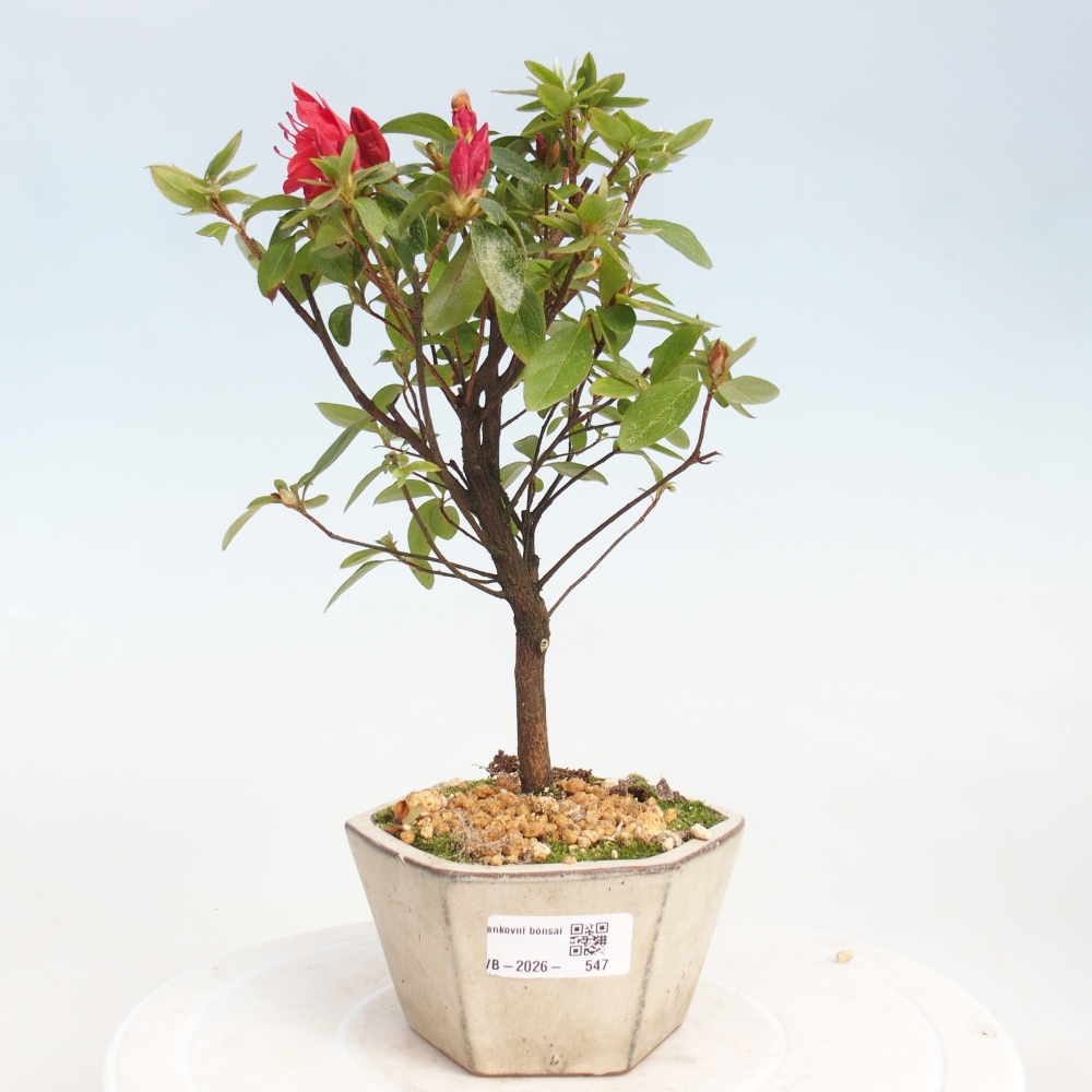 Venkovní bonsai - Japonská azalka - Azalea sp.
