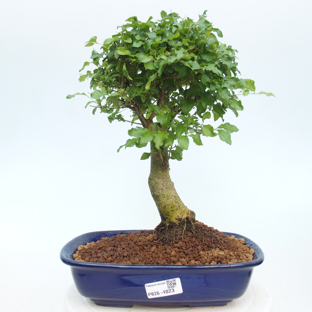 Pokojová bonsai -Ligustrum chinensis - Ptačí zob