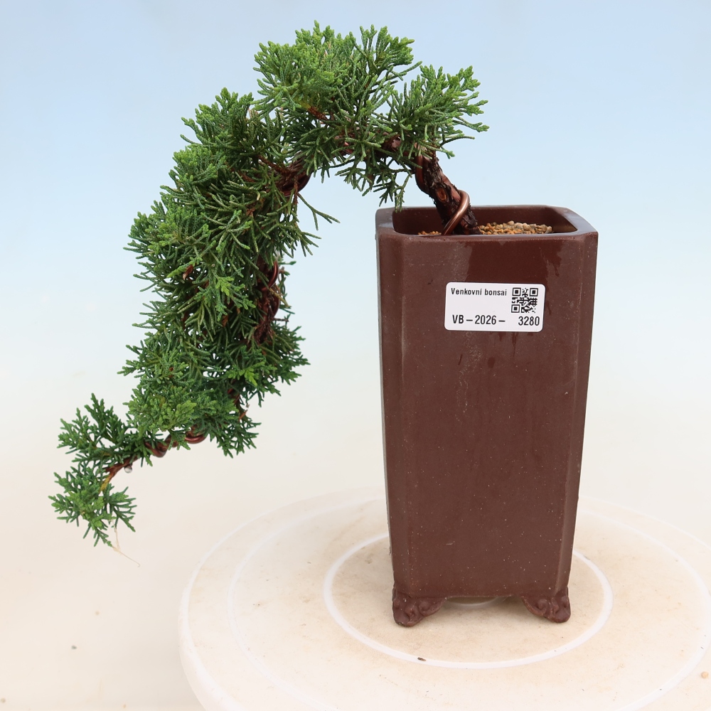 Venkovní bonsai - Juniperus chinensis Kishu -Jalovec čínský