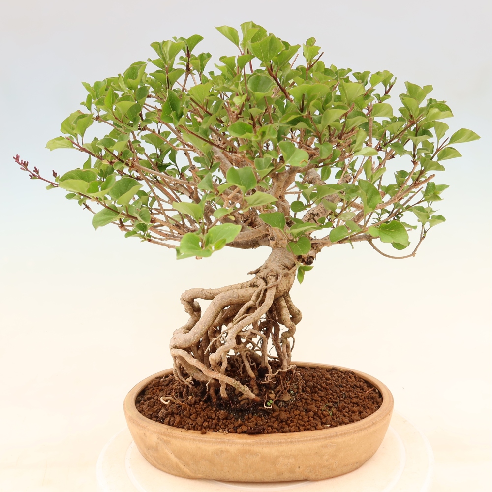 Venkovní  bonsai -  Syringa microphylla - malokvětý šeřík