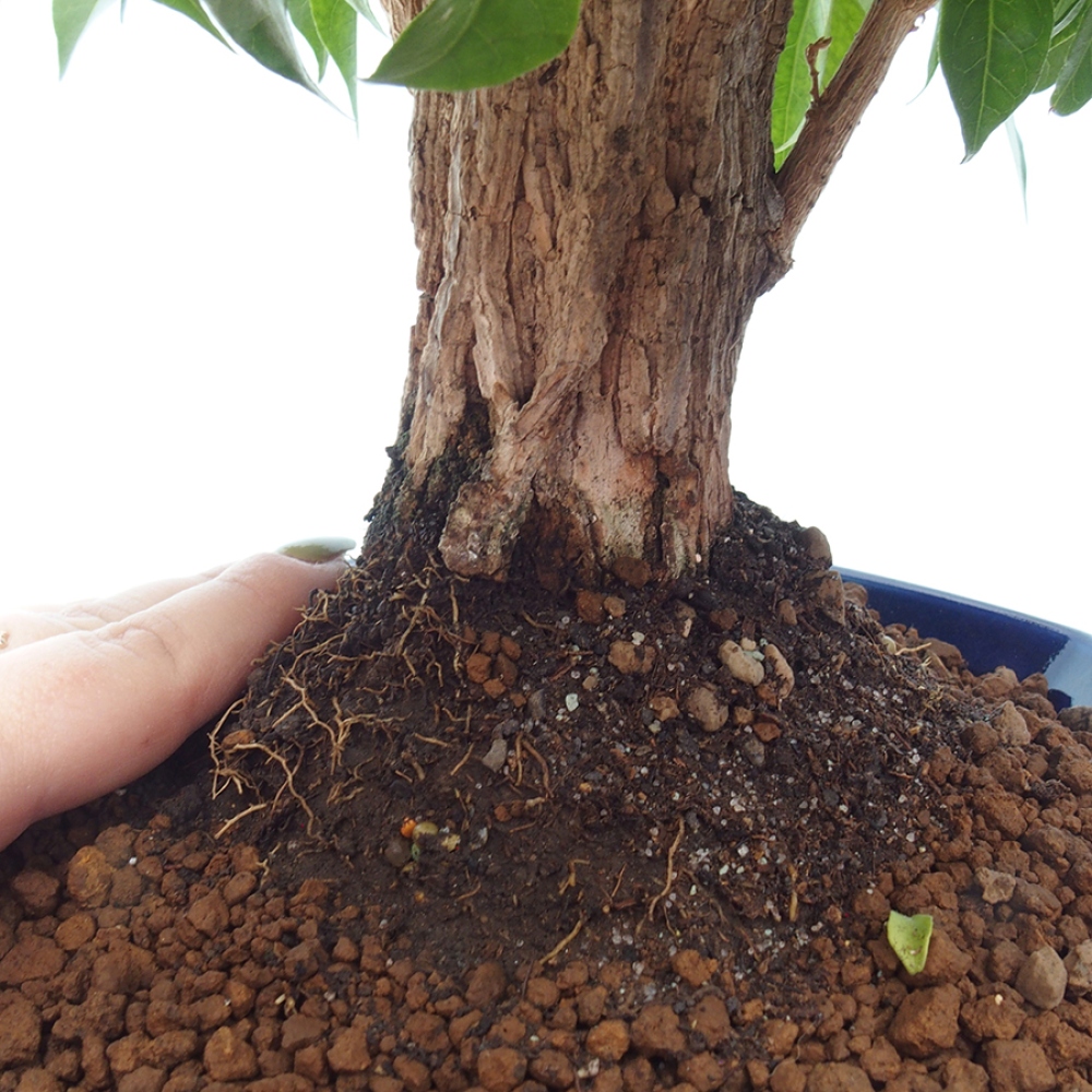 Pokojová bonsai - Bouganwilea