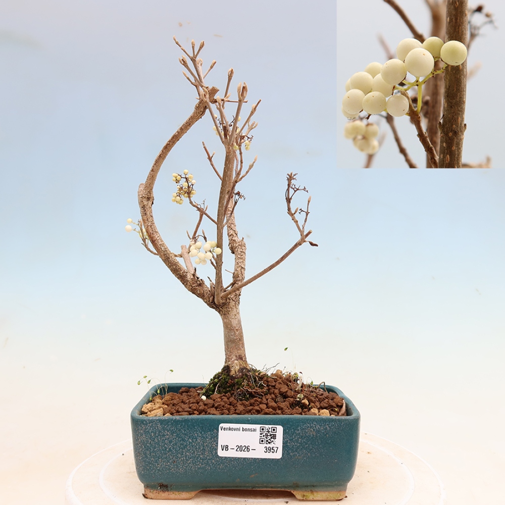 Venkovní bonsai -  Callicarpa bodinieri Snowqueen - Krásnoplodka
