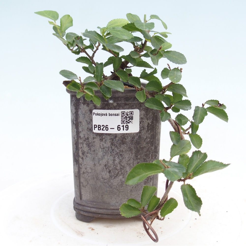 Pokojová bonsai - Grewia occidentalis - Hvězdice levandulová