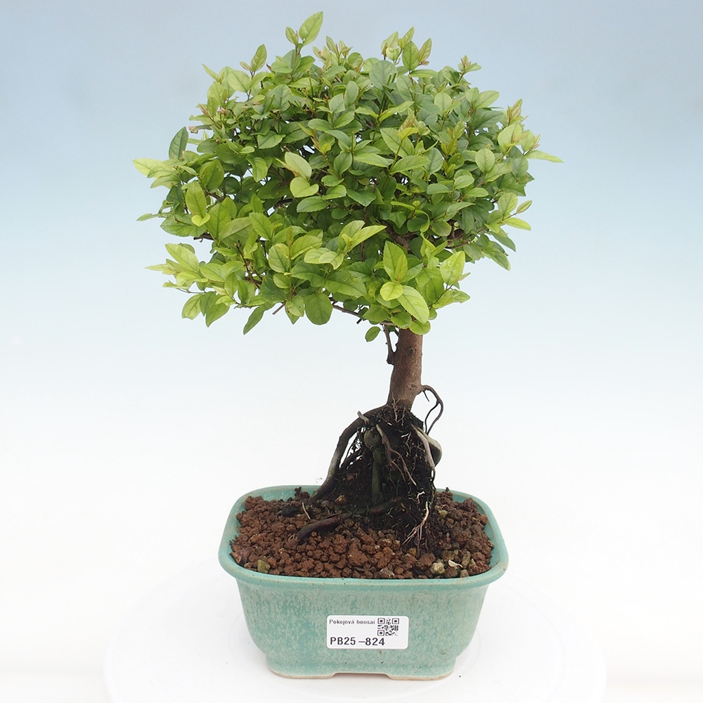 Pokojová bonsai - Sagerécie thea - Sagerécie thea