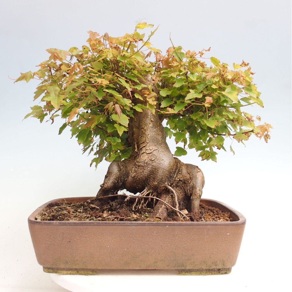 Venkovní bonsai - Acer Buergerianum - Javor Burgerův