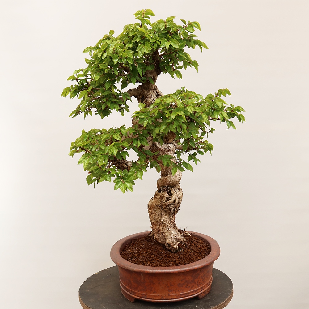 Venkovní bonsai -Carpinus Coreana - Habr korejský