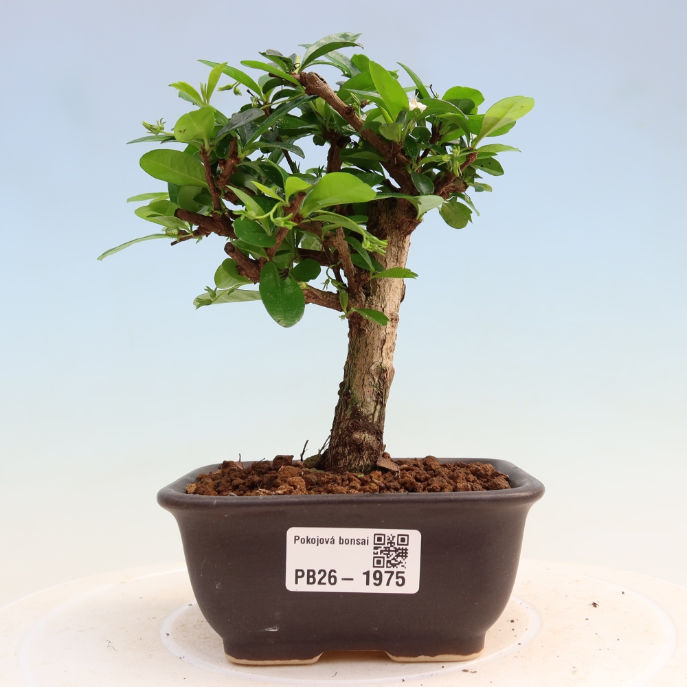 Pokojová bonsai - Carmona macrophylla - Čaj fuki