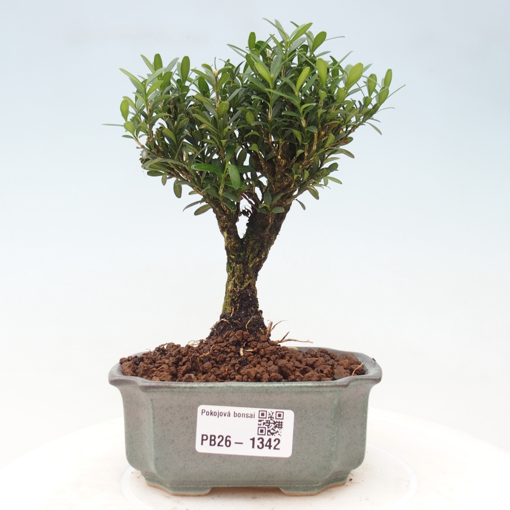 Pokojová bonsai - Buxus harlandii -korkový buxus