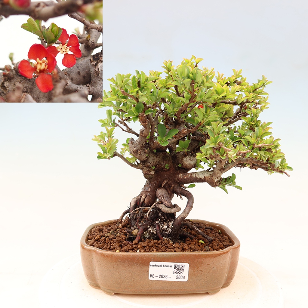 Venkovní  bonsai -  Chaneomeles speciosa Chojubai - Kdoulovec ozdobný