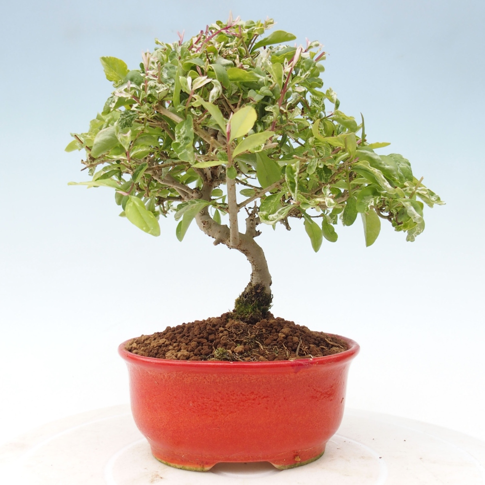 Venkovní bonsai - Ligustrum obtusifolium - Ptačí zob tupolistý
