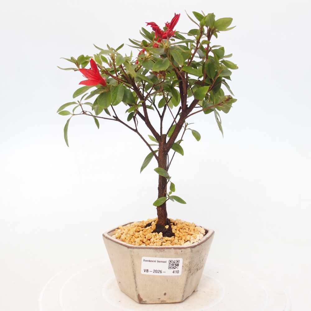 Venkovní bonsai - Japonská azalka - Azalea sp.