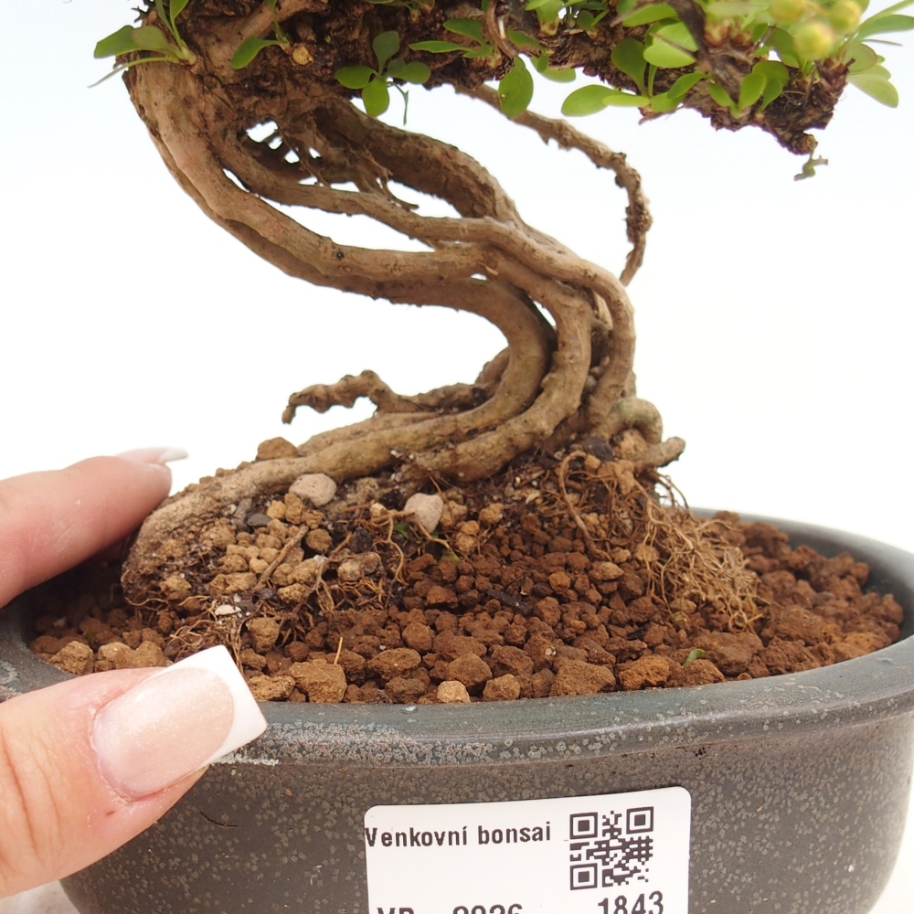 Venkovní bonsai - Berberis coreana - Dřištál korejský