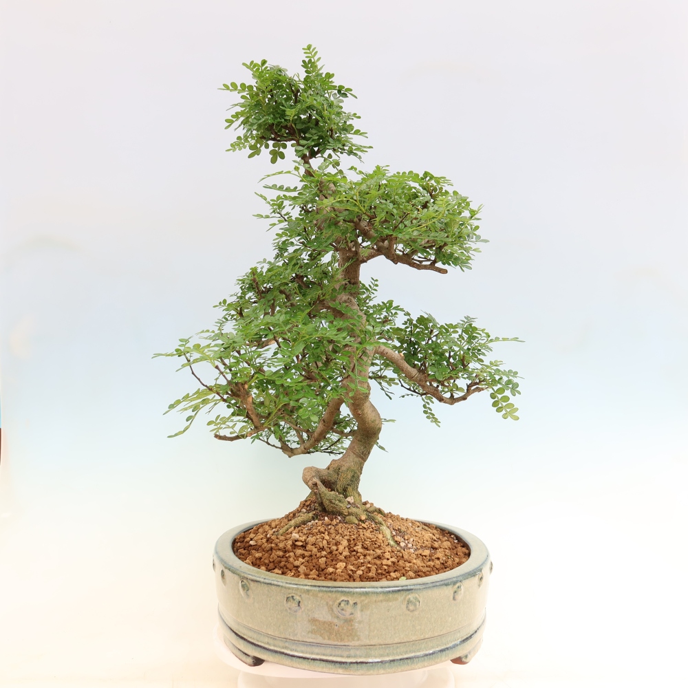 Pokojová bonsai - Zantoxylum piperitum - pepřovník
