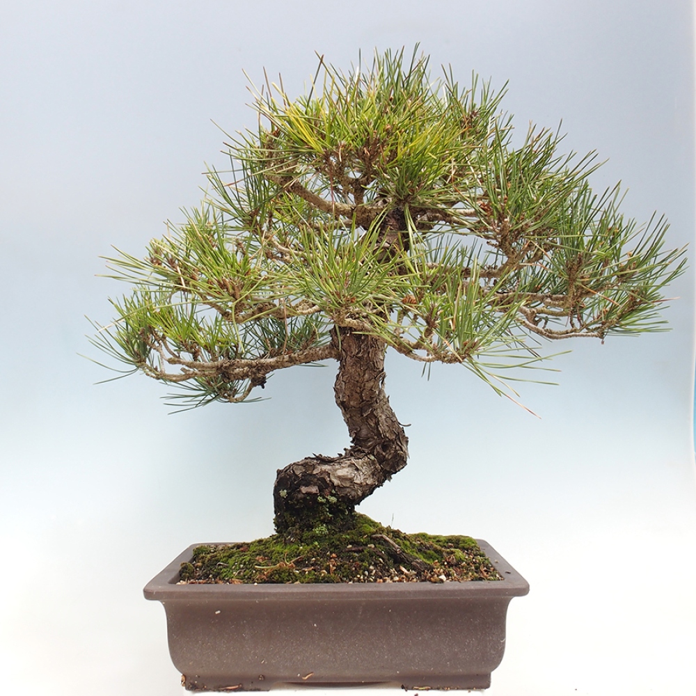 Venkovní bonsai - Pinus thunbergii - Borovice thunbergova
