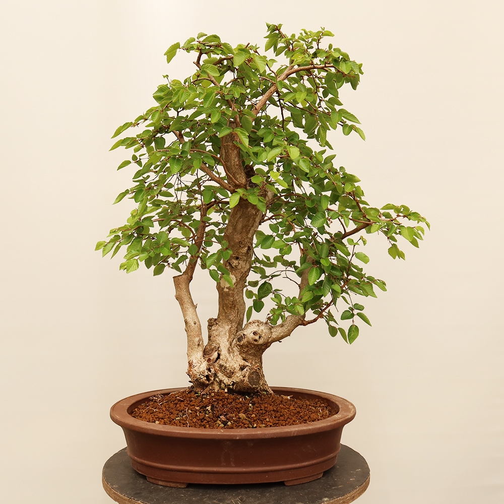 Venkovní bonsai -Carpinus Coreana - Habr korejský