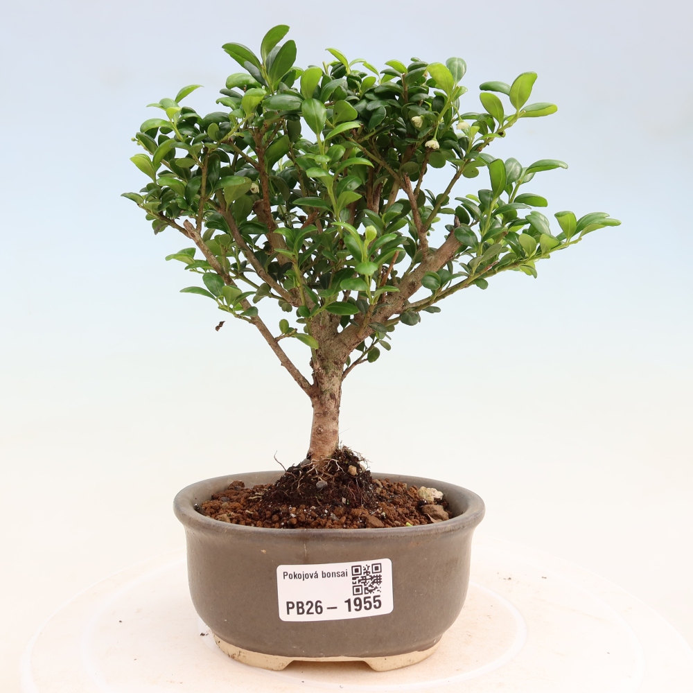 Pokojová bonsai - Ilex crenata - Cesmína