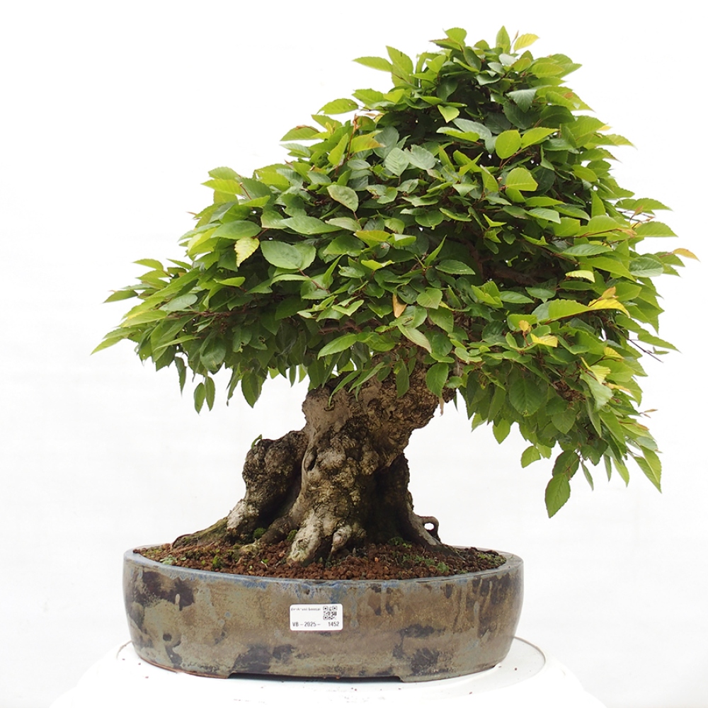 Venkovní bonsai -Carpinus CARPINOIDES - Habr korejský