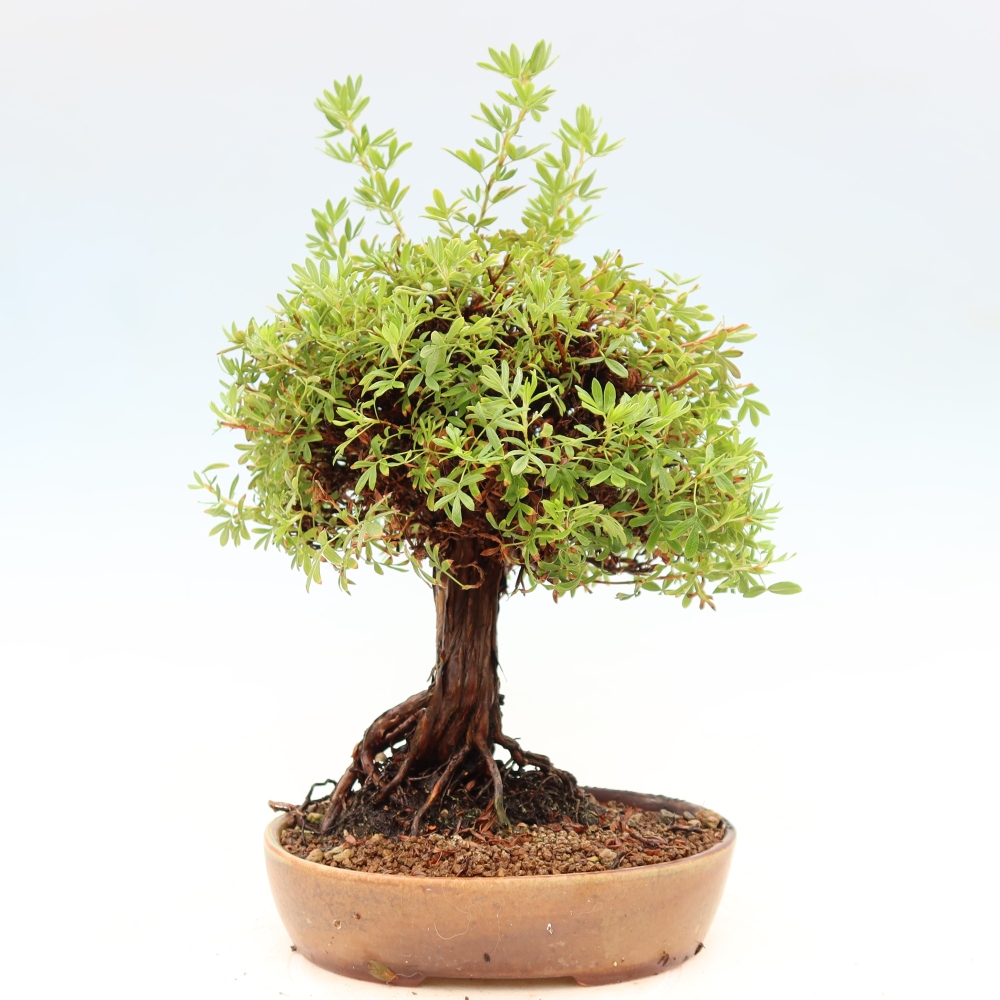 Venkovní bonsai-Mochna křovitá - potentila fruticosa 