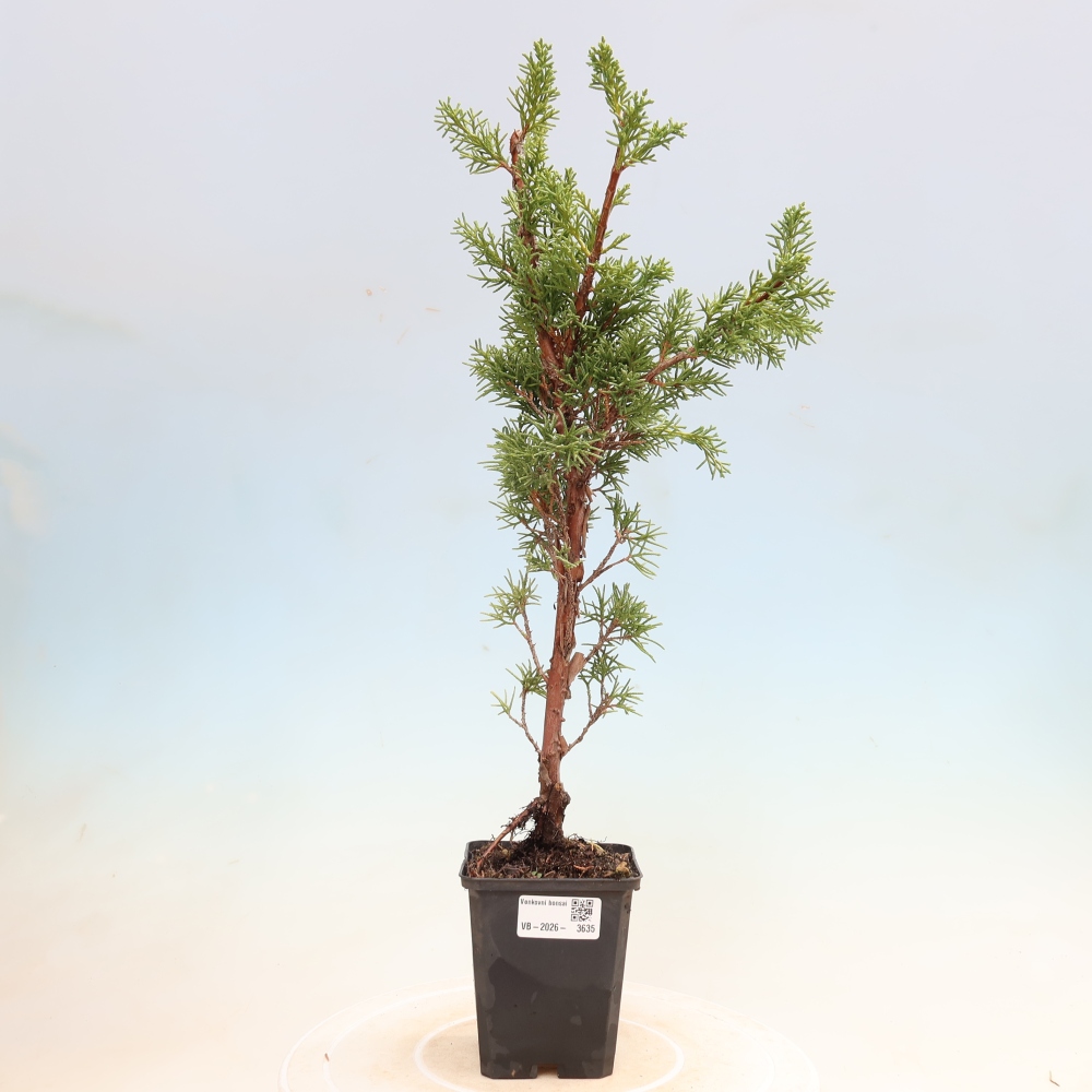 Venkovní bonsai - Juniperus chinensis Kishu -Jalovec čínský