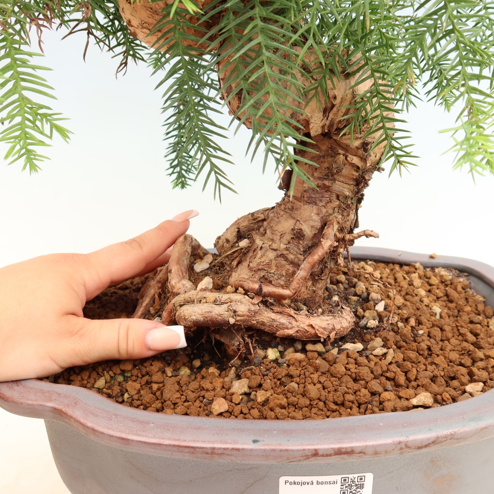 Pokojová bonsai - Araukarie - pokojový smrček