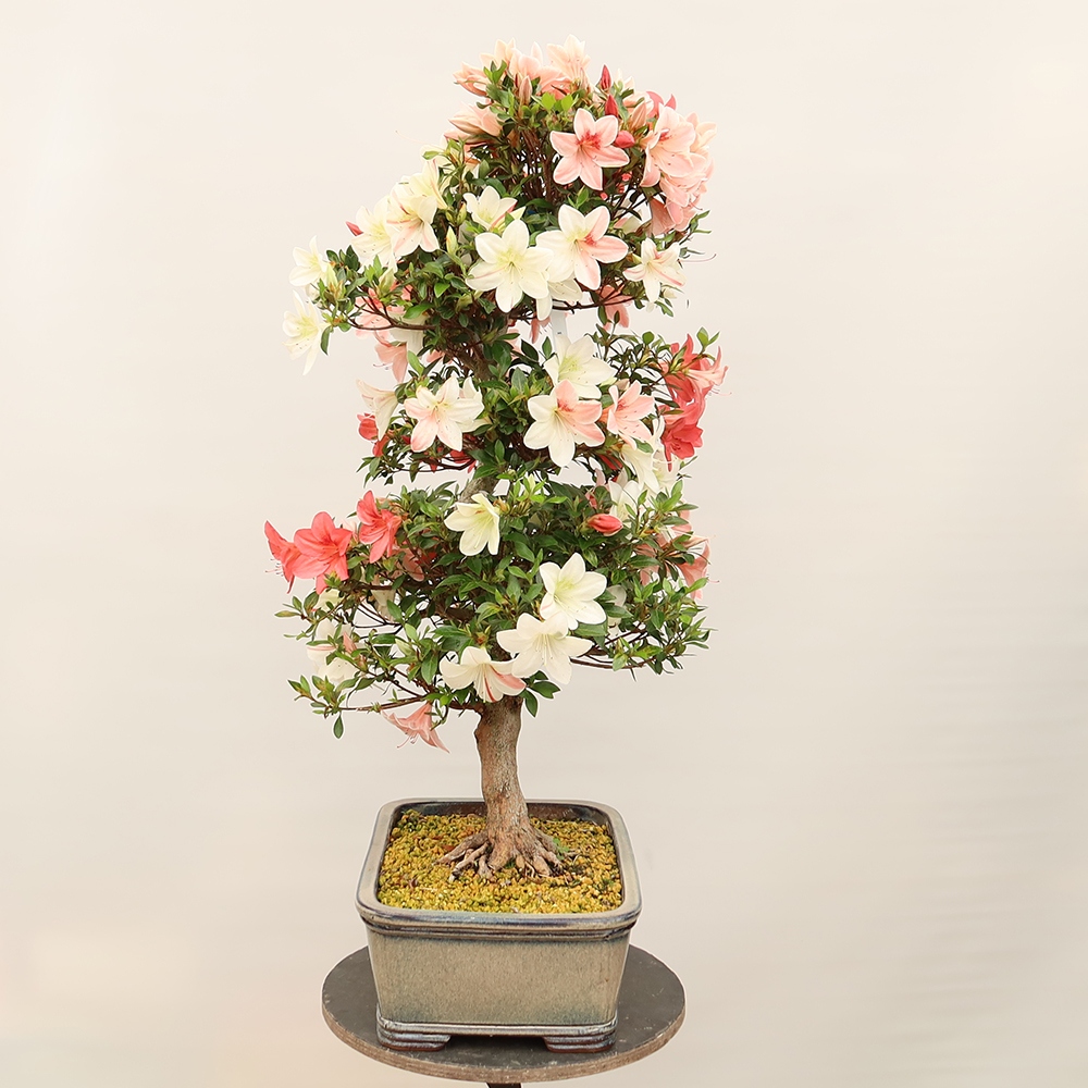 Venkovní bonsai - Japonská azalka - Azalea Saishun