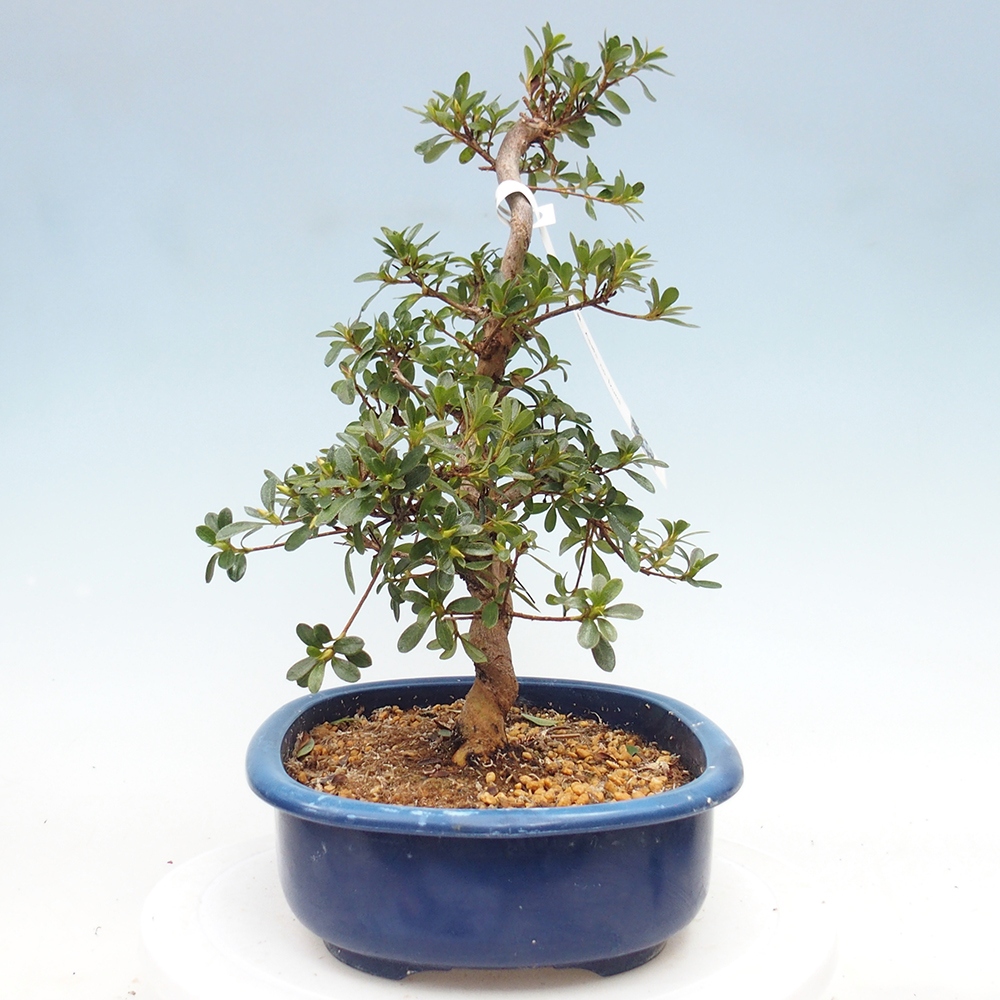 Venkovní bonsai - Japonská azalka - Azalea Asahi-no-izumi