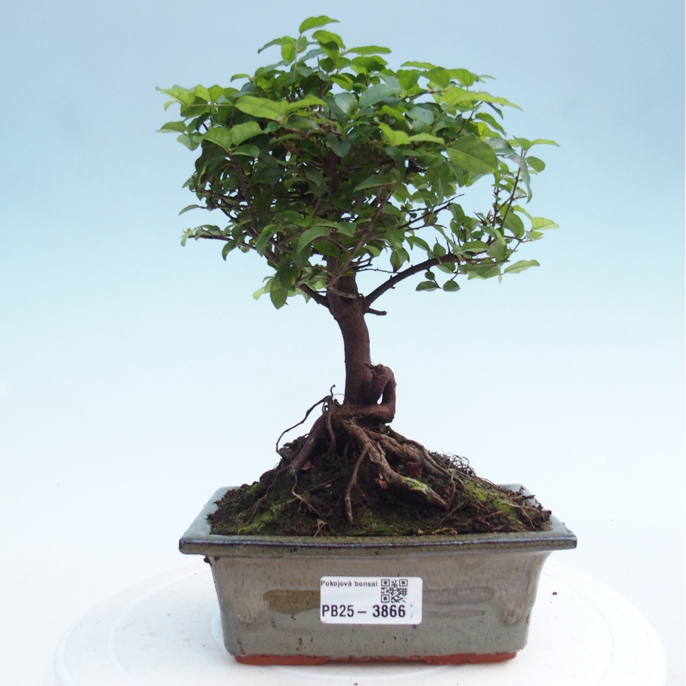Pokojová bonsai - Sagerécie thea - Sagerécie thea