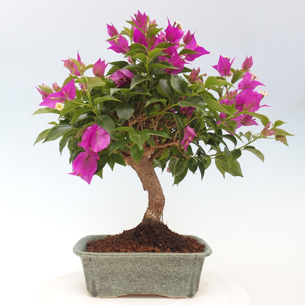 Pokojová bonsai - Bouganwilea