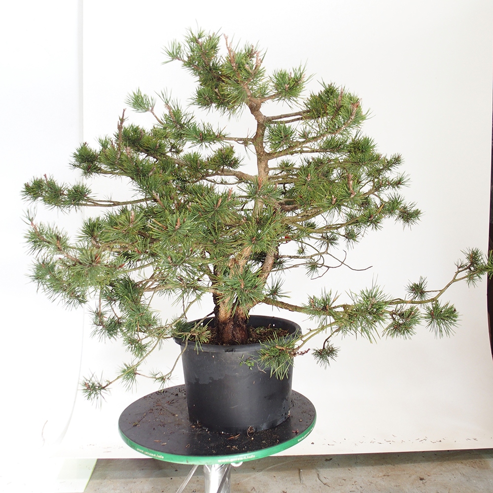Yamadori - Pinus sylvestris Španělsko