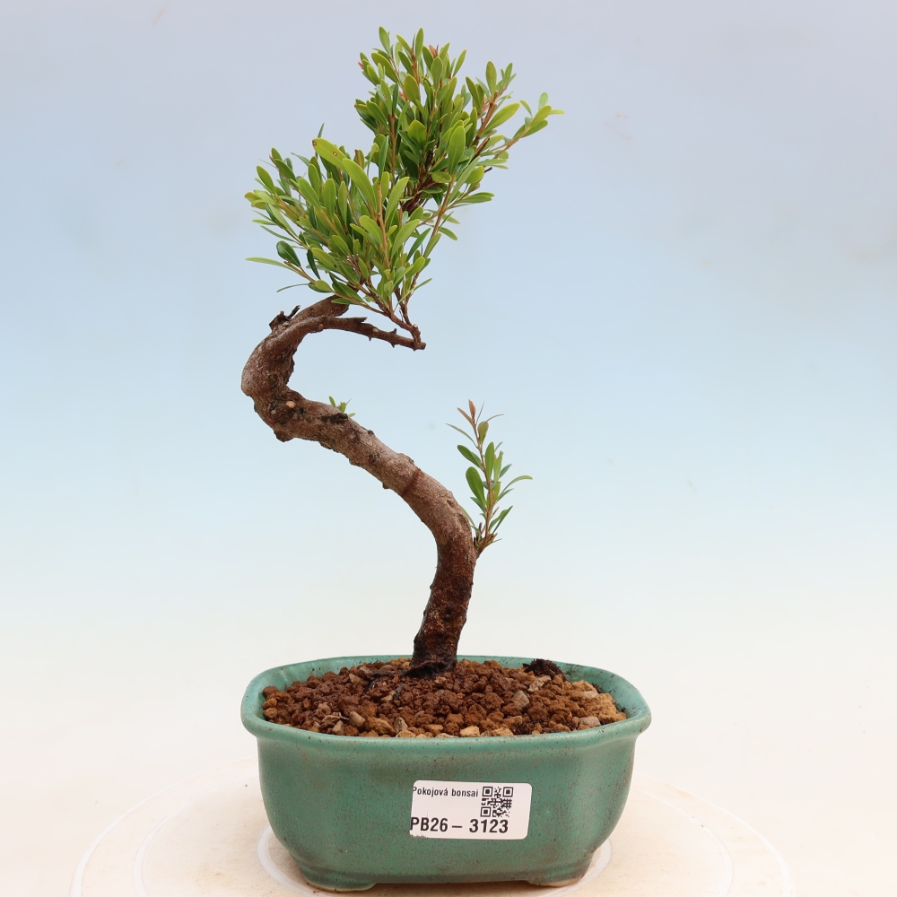 Pokojová bonsai - Syzygium - Pimentovník
