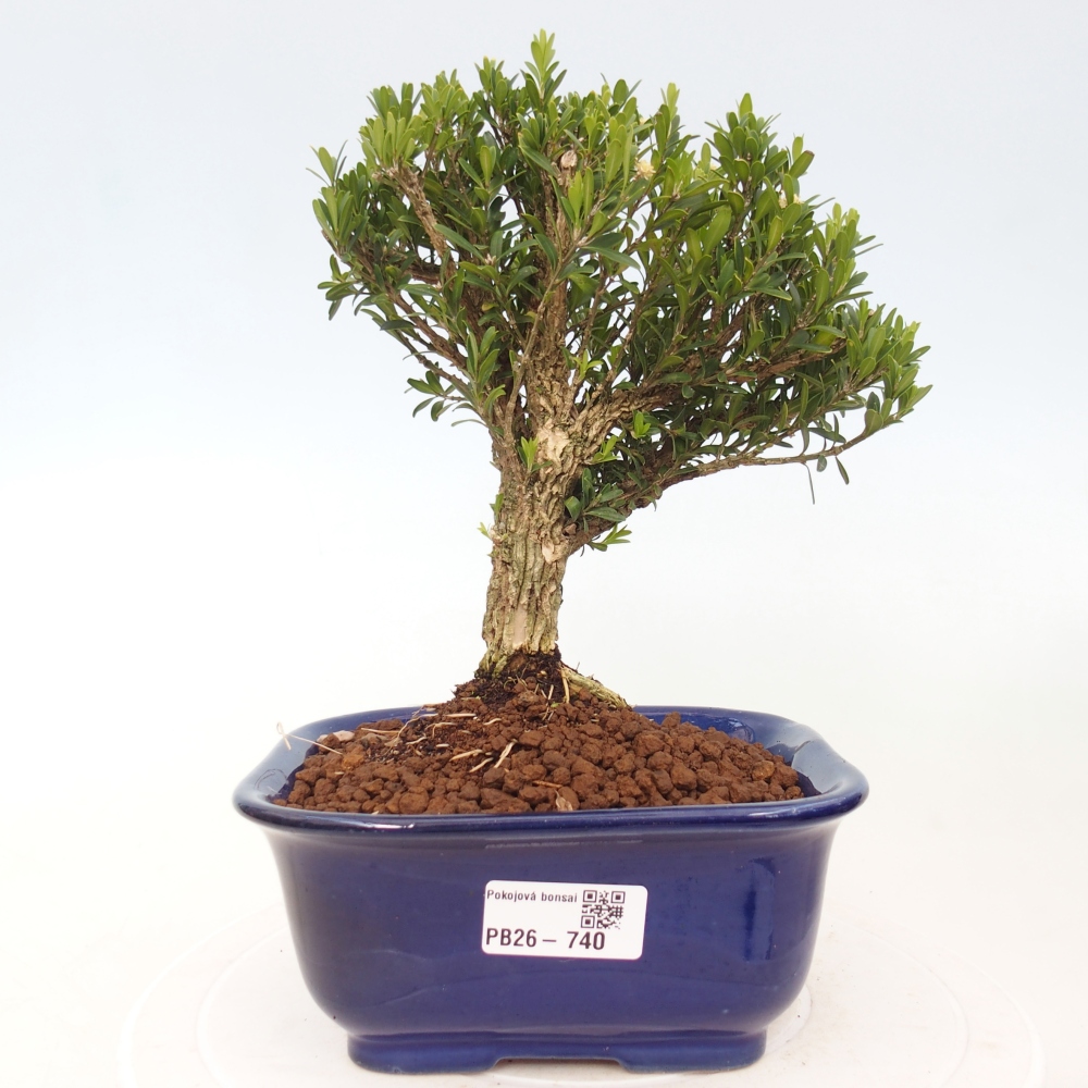 Pokojová bonsai - Buxus harlandii - korkový buxus