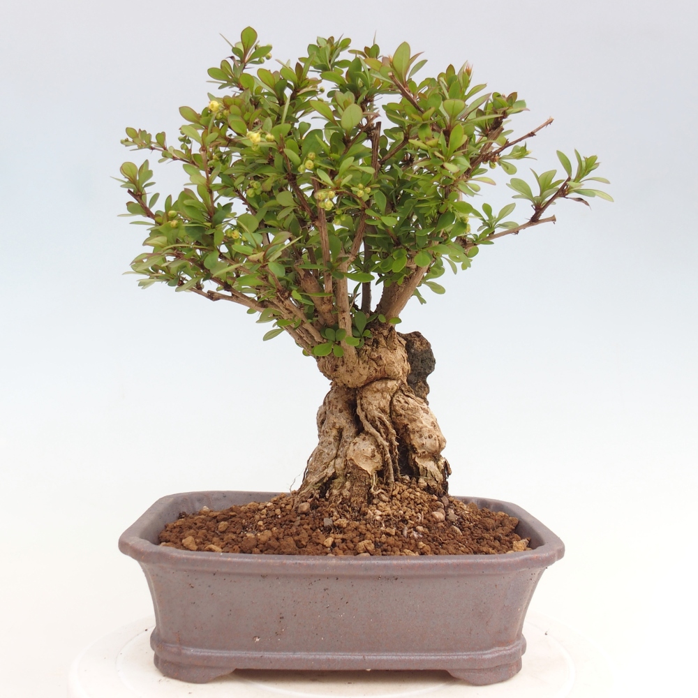 Venkovní bonsai - Berberis coreana - Dřištál korejský