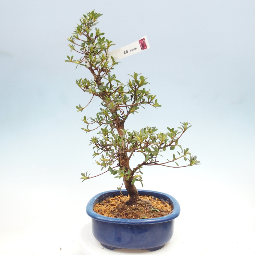 Venkovní bonsai - Japonská azalka - Azalea MURASAKI