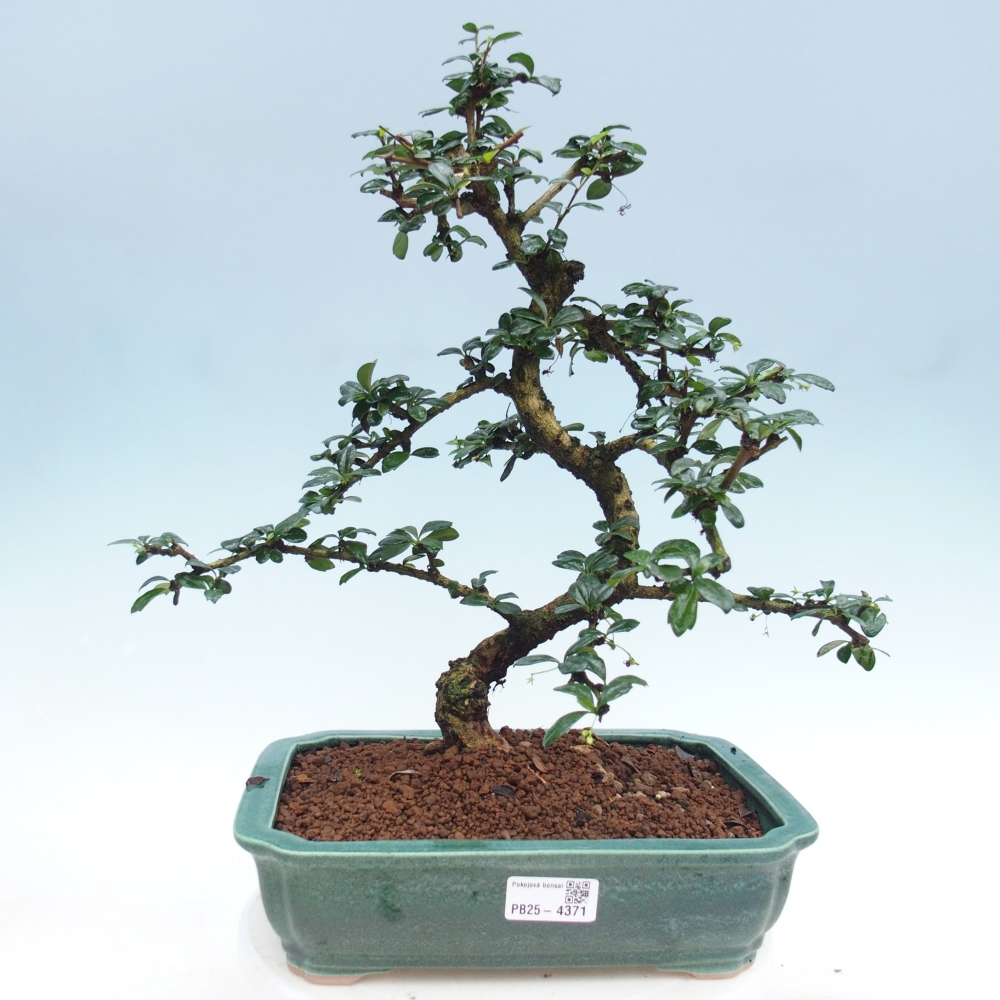 Pokojová bonsai - Carmona macrophylla - Čaj fuki