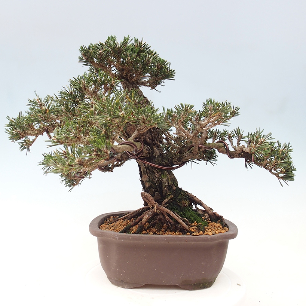 Venkovní bonsai - Pinus thunbergii Kotobuki - Borovice thunbergova