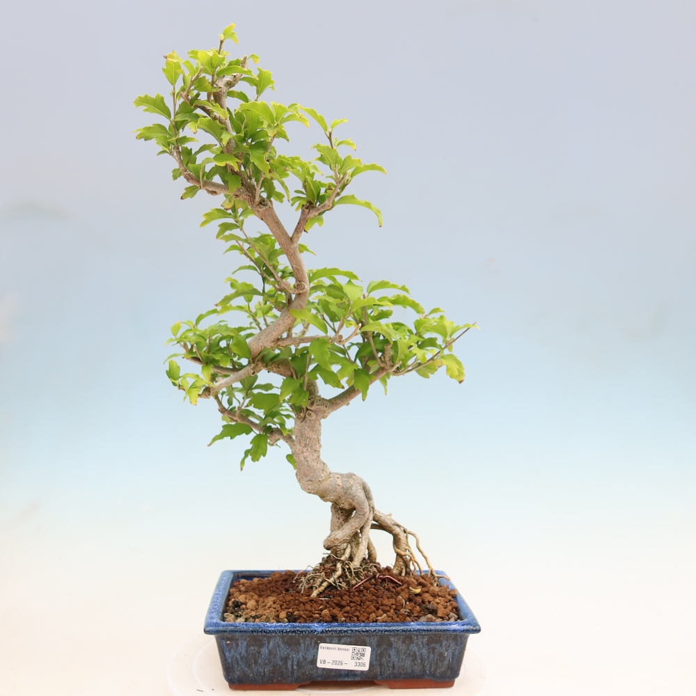 Venkovní bonsai - Hibiscus syriacus - Ibišek syrský