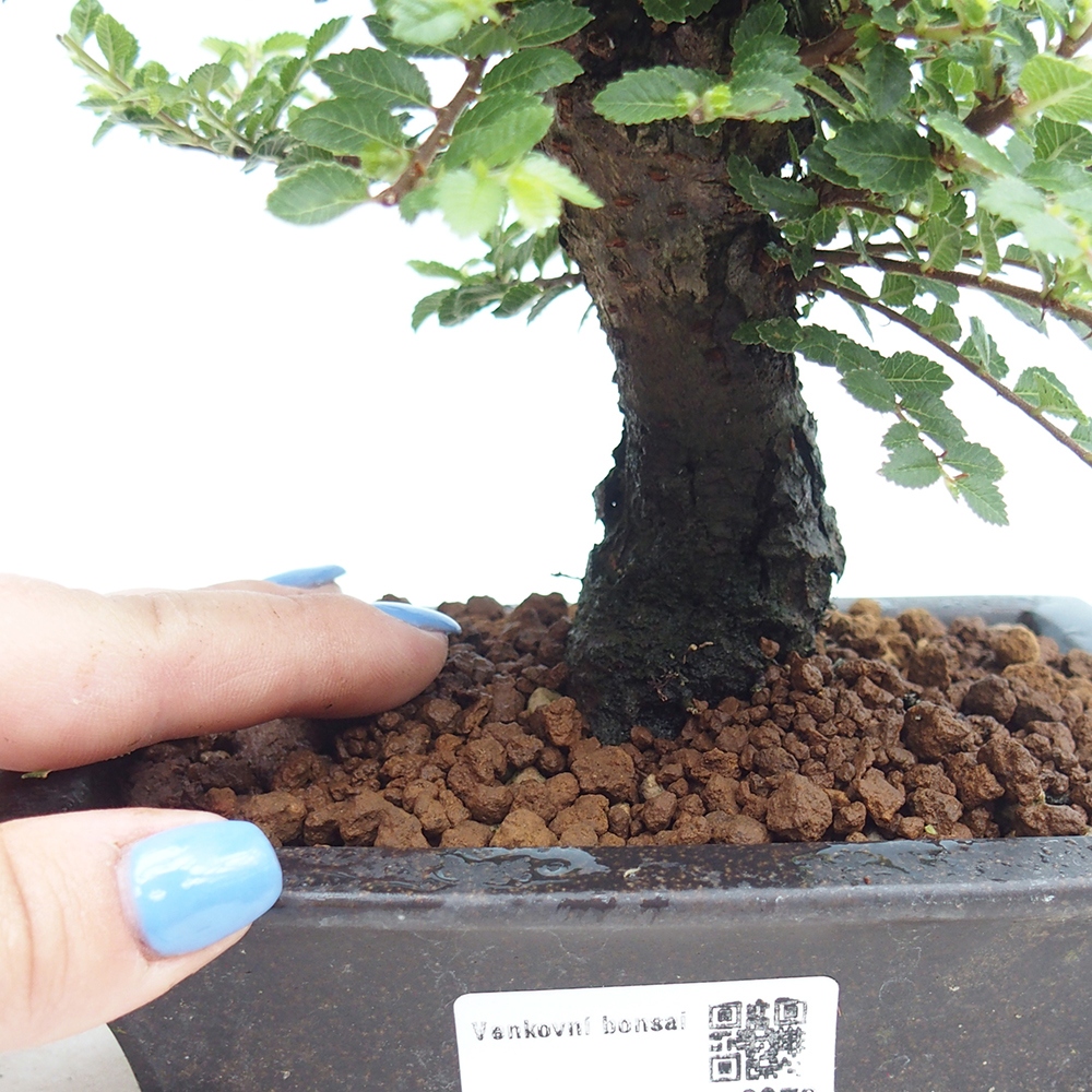 Venkovní bonsai - Ulmus parvifolia Hokkaido - jilm Čínský