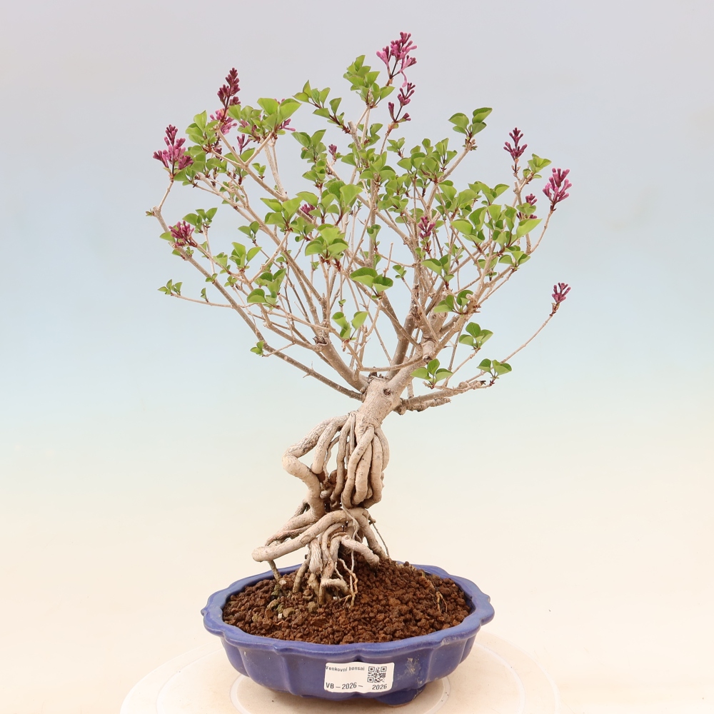 Venkovní  bonsai -  Syringa microphylla - malokvětý šeřík