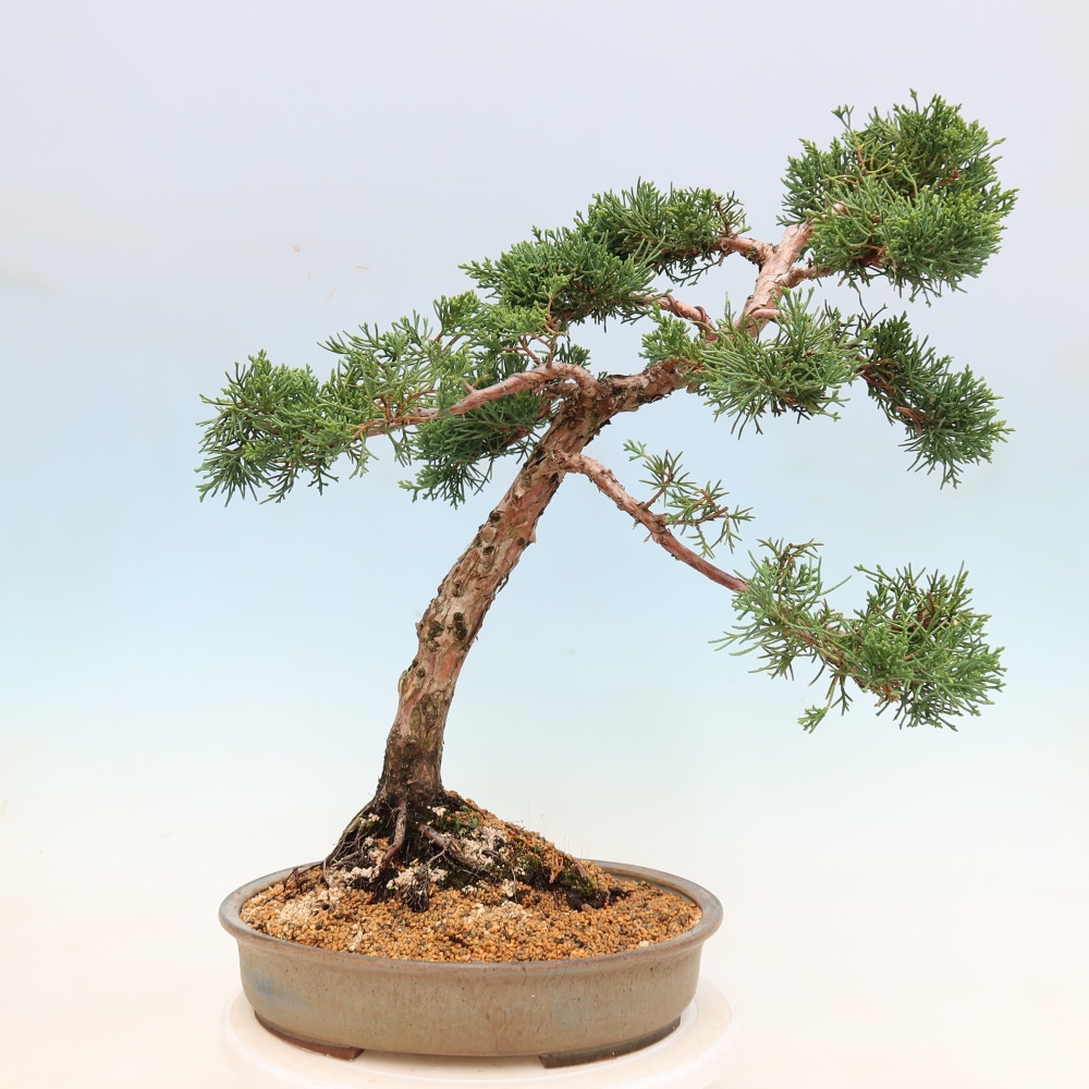 Venkovní bonsai - Juniperus chinensis Kishu -Jalovec čínský