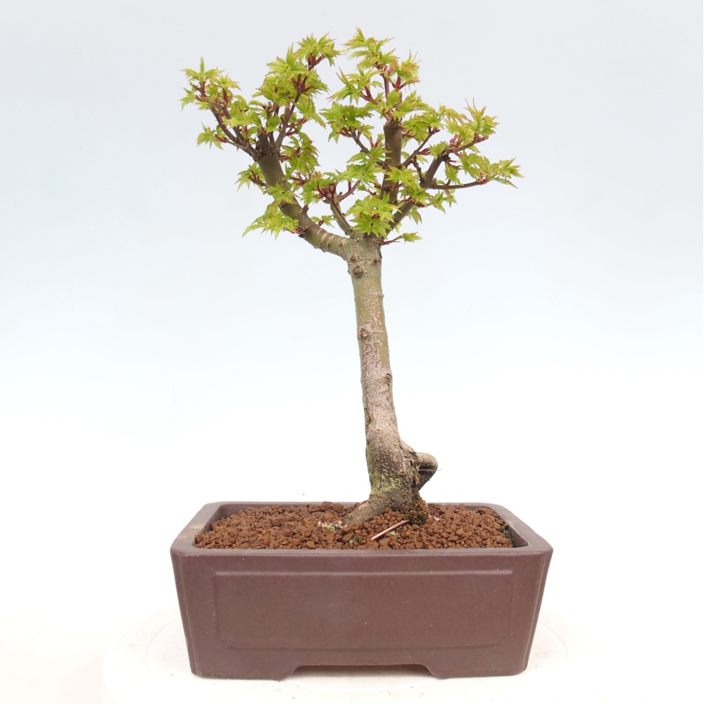Venkovní bonsai -Javor dlanitolistý Acer palmatum Shishigashira
