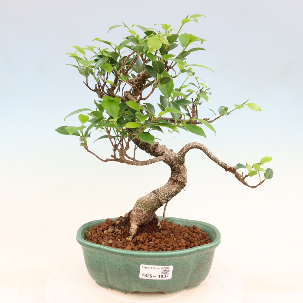 Pokojová bonsai - Ficus retusa -  malolistý fíkus