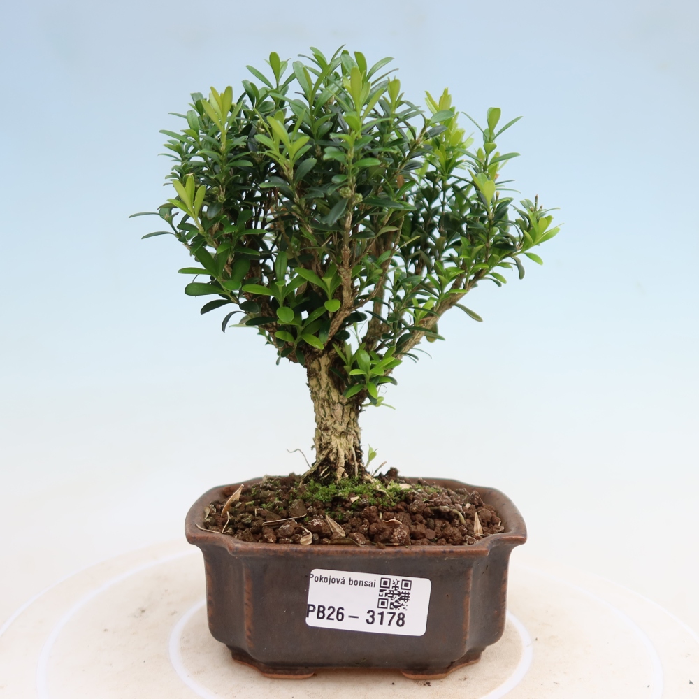 Pokojová bonsai - Buxus harlandii -korkový buxus