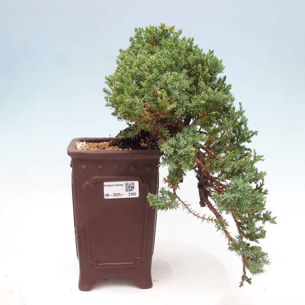 Venkovní bonsai - Juniperus procumbens - Jalovec polehavý
