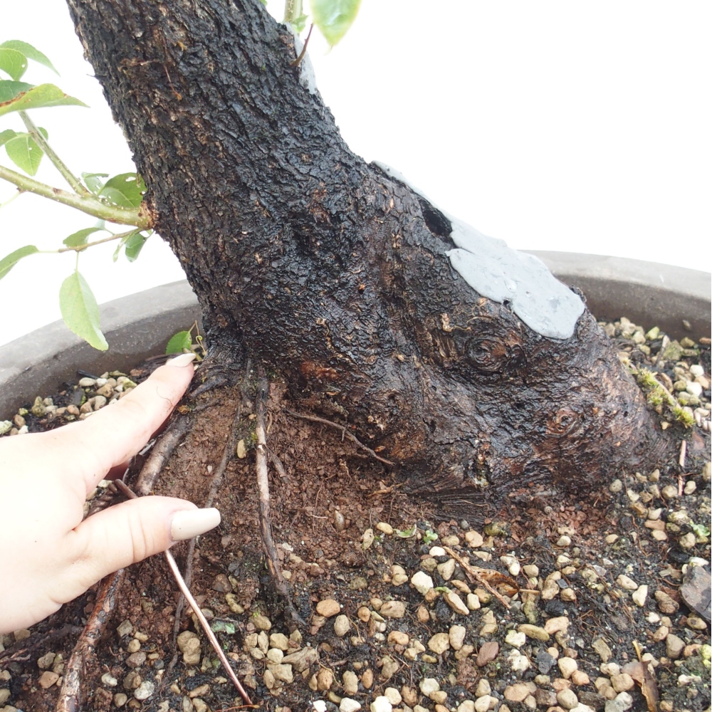 Venkovní bonsai - Mahalebka - Prunus mahaleb