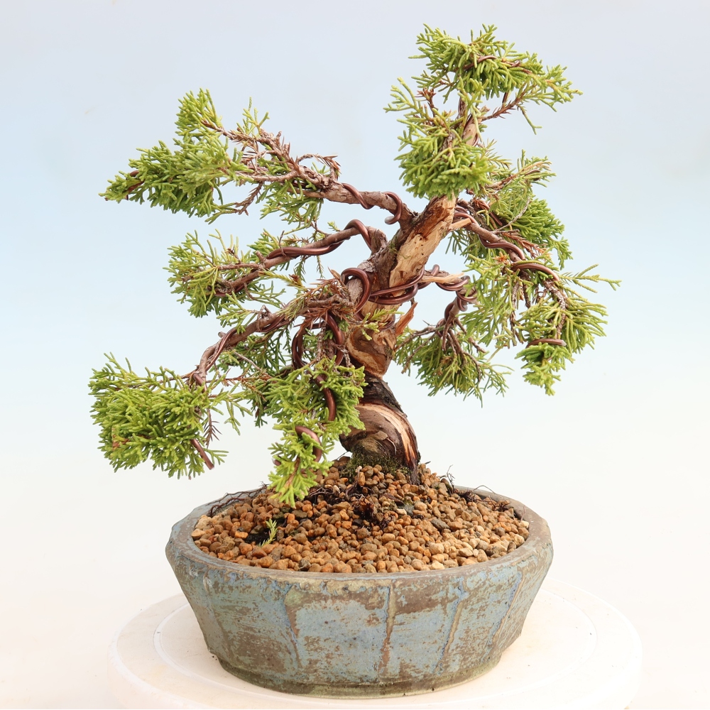 Venkovní bonsai - Juniperus chinensis Itoigawa-Jalovec čínský