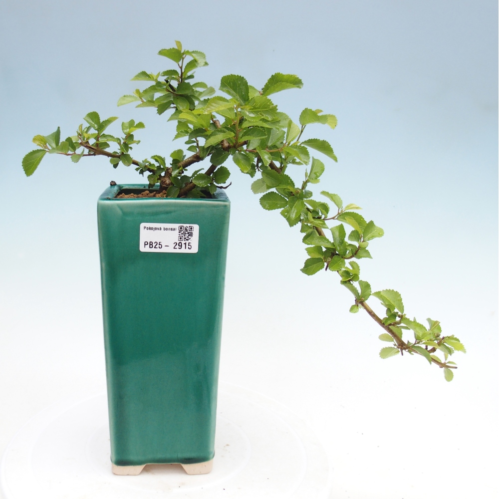 Pokojová bonsai - Grewia occidentalis - Hvězdice levandulová