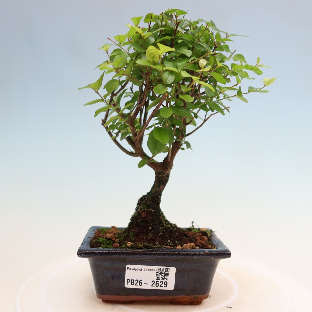 Pokojová bonsai - Sagerécie thea - Sagerécie thea