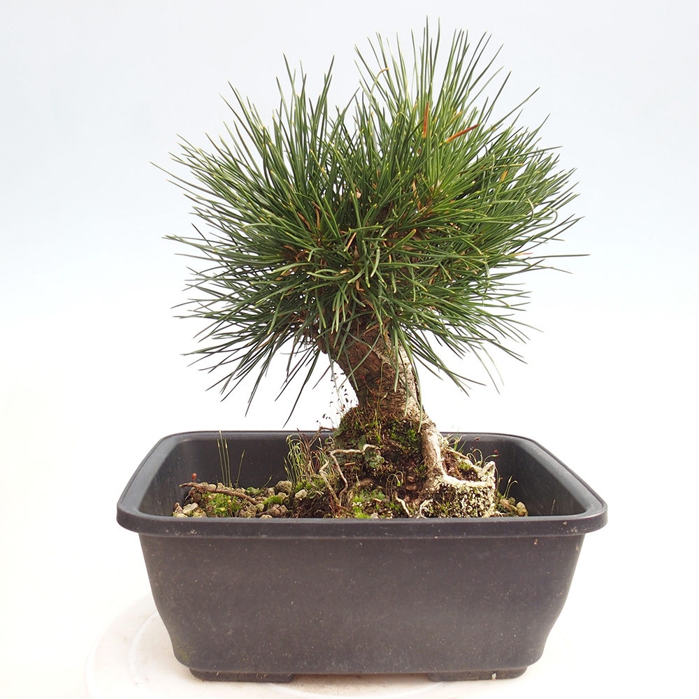 Venkovní bonsai - Pinus thunbergii - Borovice thunbergova