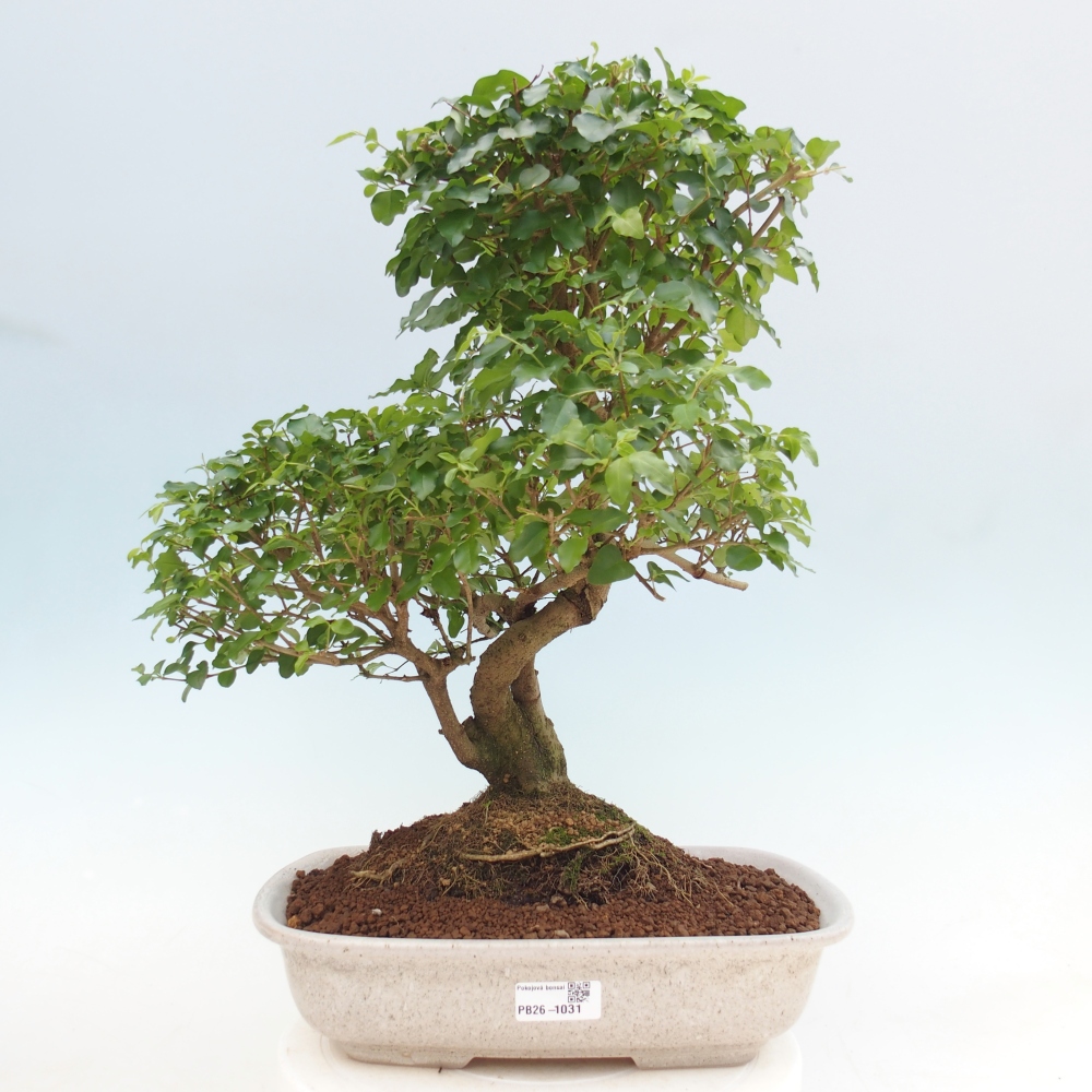 Pokojová bonsai -Ligustrum chinensis - Ptačí zob