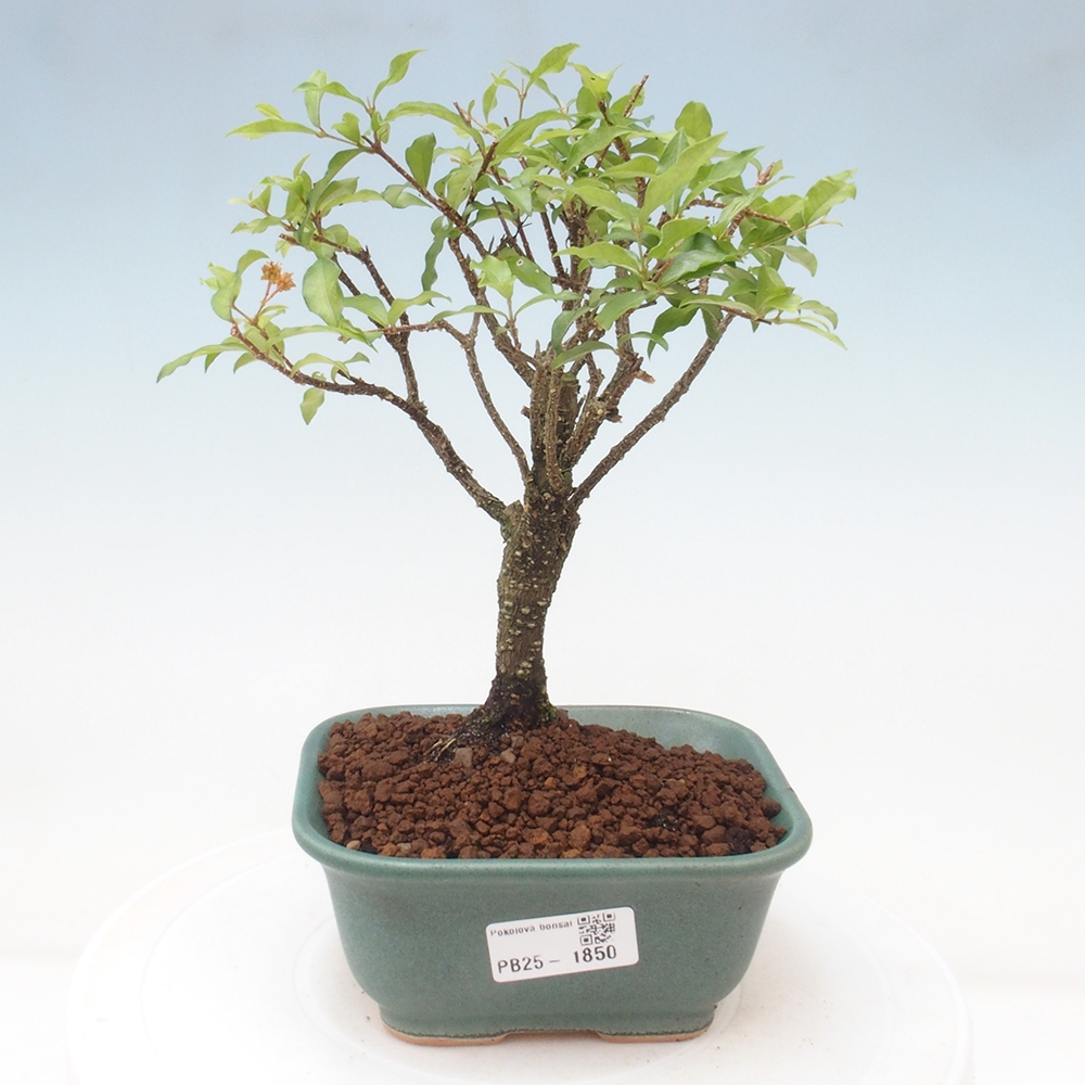 Pokojová bonsai - Malpighia coccigera- Barbdorská třešeň